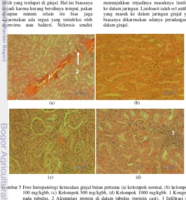 Gambar 5 Foto histopatologi kerusakan ginjal bulan pertama (a) kelompok normal, (b) kelompok 100 mg/kgbb, (c) Kelompok 500 mg/kgbb, (d) Kelompok 1000 mg/kgbb