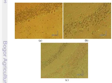 Gambar 6 Foto histopatologi kerusakan  otak bulan pertama(a) Kelompok 100 mg/kgbb : (b) 