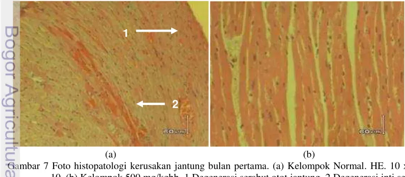 Gambar 7 Foto histopatologi kerusakan jantung bulan pertama. (a) Kelompok Normal. HE. 10 x 