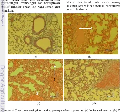 Gambar 8 Foto histopatologi kerusakan paru-paru bulan pertama. (a) Kelompok normal (b) Kelompok 