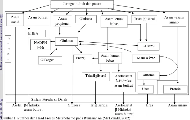 Gambar 1. Sumber dan Hasil Proses Metabolisme pada Ruminansia (McDonald, 2002) 