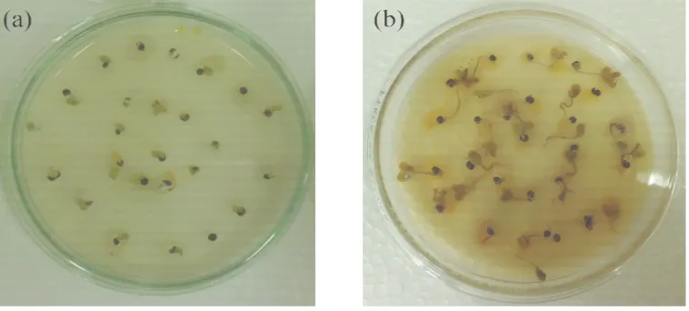 Gambar 3 Gejala infeksi  X. campestris pv. campestris pada benih. (a) benih sehat; (b) benih terinfeksi