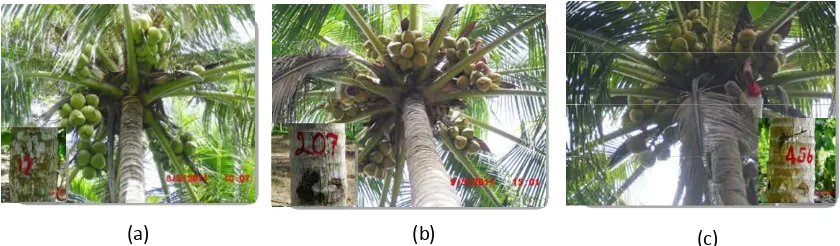 Tabel 2.  Jumlah pohon yang teridentifikasi berbuah kopyor kopyor dan Pohon Induk Terpilih  kelapa Dalam kopyor pada tiga populasin kopyor Kalianda,  Lampung Selatan 