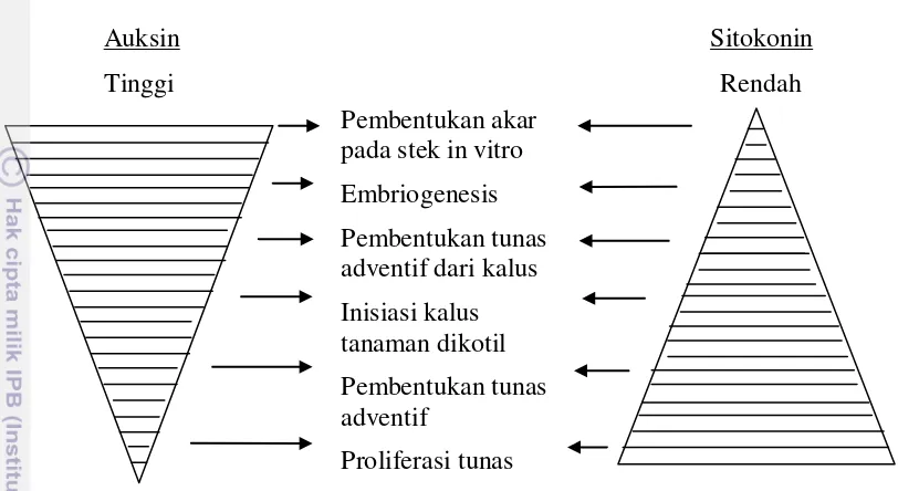 Gambar 1. Keseimbangan Auksin dan Sitokinin dalam Proses Morfogenesis 