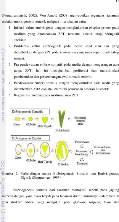 Gambar 2. Perbandingan antara Embriogenesis Somatik dan Embriogenesis 