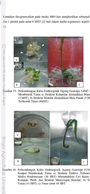 Gambar 16. Perkembangan Kalus Embriogenik Jagung Genotipe G3M7 (0.3) Sampai Membentuk Tunas a) Struktur Embrio Terbentuk pada Media Pendewasaan (36 HST) Menunjukkan Ciri Kalus Tipe I, Kompak, Putih, dan Struktur Menyerupai Skutelar; b) Terbentuk Tunas (41 HST); c) Tunas umur 48 HST 