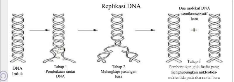 Gambar 2. Proses Replikasi DNA.16 
