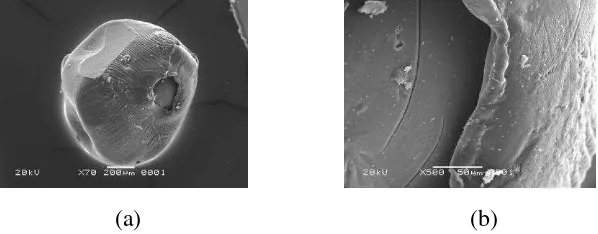 Gambar 4. Gambar SEM dari EGDE-CTS pada (a) keseluruhan, (b) permukaan dan (c) pada irisan 