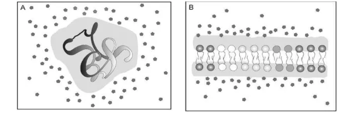 Gambar 3 (A) Mekanisme ketahanan kekeringan dengan mengakumulasi solut 