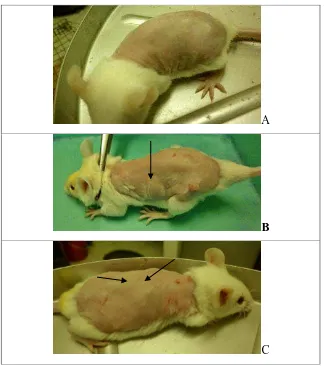 Gambar 2. Angka insidensi tumor pada hewan uji 