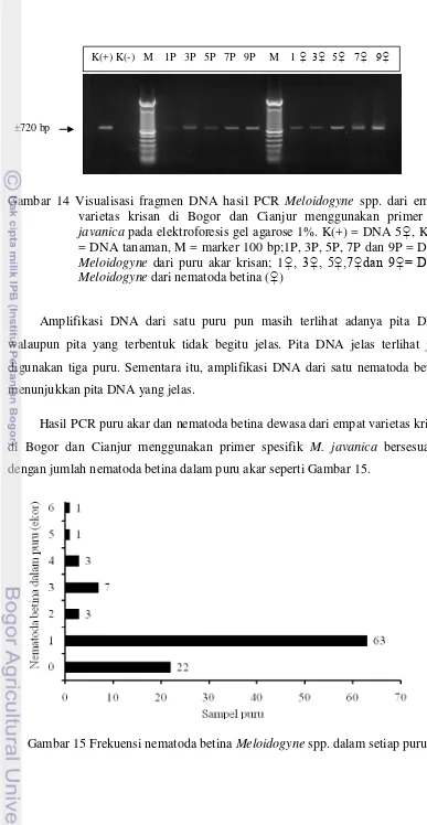 Gambar 14 Visualisasi fragmen DNA hasil PCR Meloidogyne spp. dari empat 