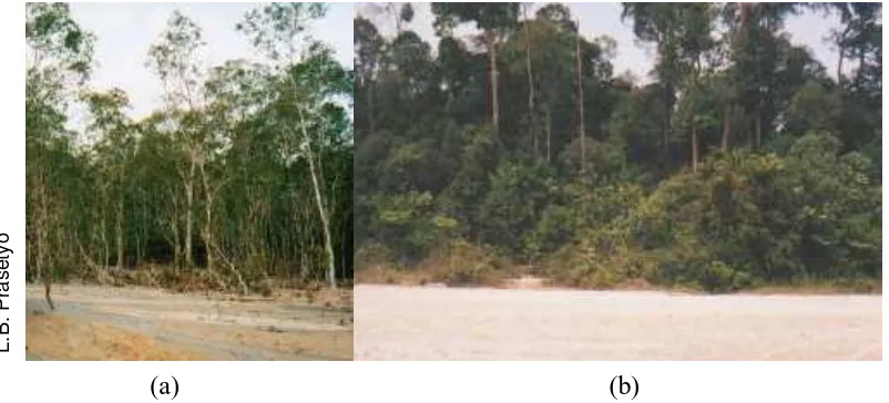 Figure 1.8. (a)  Gelam in Bangka, (b) :  Heath forest in East Kalimantan 