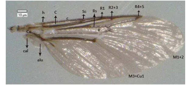 Gambar 9 Sayap H. equina pandangan dorsal. sel kosta (C), vena kosta (c), vena 
