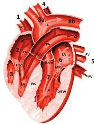 Figure 1  The cat heart; A: aorta, VC: vena cava, RA: right atrium, TCV: tricuspidalis valve, RV: right ventricle, PulV: pulmonary valve, PA: pulmonary artery, PV: pulmonary vein, LA: left atrium, MitV: mitral valve, LV: left ventricle, AorV: aortic valve,