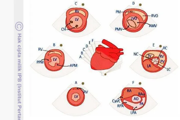 Figure 3   Right parasternal short-axis views of the heart at the level: (A) apex; (B) papillary muscle; (C) chorda tendinae; (D) mitral valve; (E) aortic root/left atrium; (F) pulmonary artery; RV: right ventricle, LV: left ventricle, PM: papillary muscle