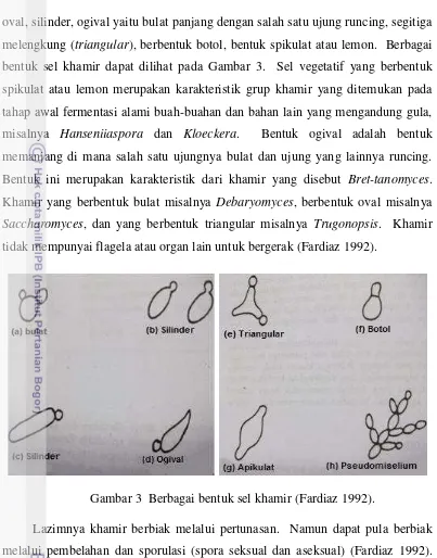 Gambar 3  Berbagai bentuk sel khamir (Fardiaz 1992). 