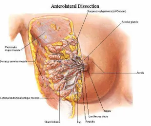 Gambar 2.1. Kelenjar Payudara Potongan Anterolateral  Sumber Netter, 2011  