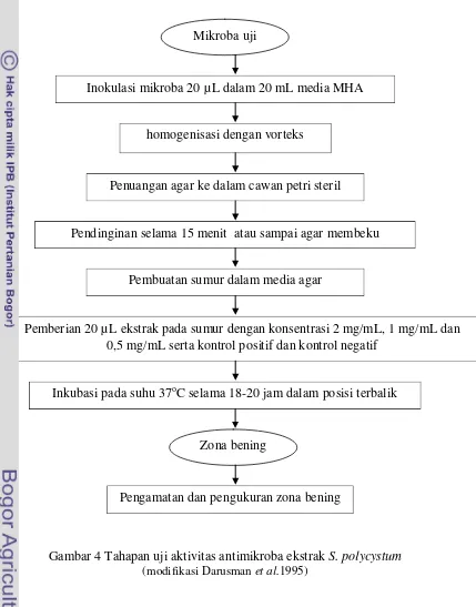 Gambar 4 Tahapan uji aktivitas antimikroba ekstrak S. polycystum   