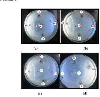 Gambar 12 Zona hambat yang terbentuk dari uji aktivitas antimikroba ekstrak S. polycystum dengan pelarut etil asetat (a) S