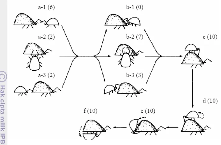 Gambar 4  Tipe pola kawin N. longispinosus (Vantornhout 2006) 