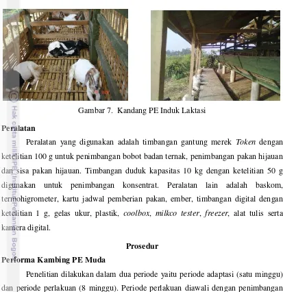 Gambar 7.  Kandang PE Induk Laktasi 