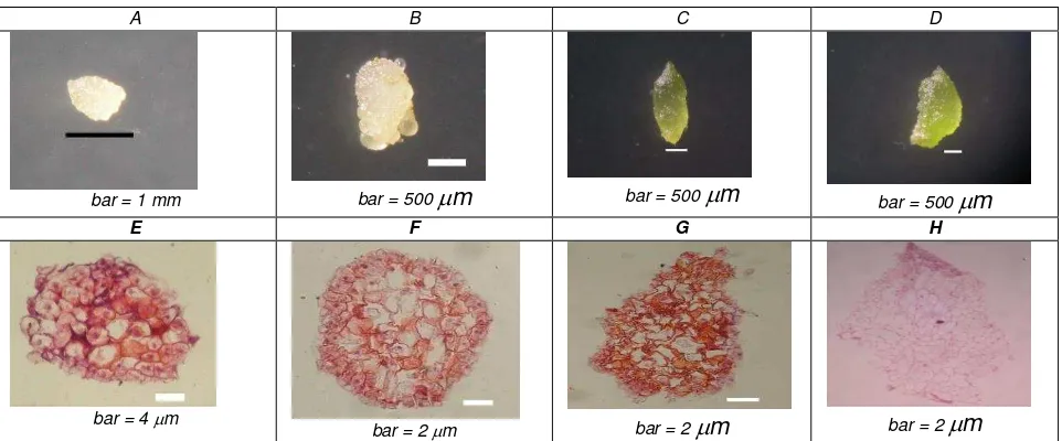 Gambar 1. Pertumbuhan biji anggrek menjadi protokorm secara in vitro:  A-D. protokorm tunggal umur 1 minggu, 2 minggu, 3 minggu dan 4 minggu