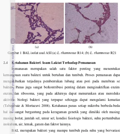 Gambar 1 BAL isolat asal ASI (a) L. rhamnosus R14; (b) L. rhamnosus R21 