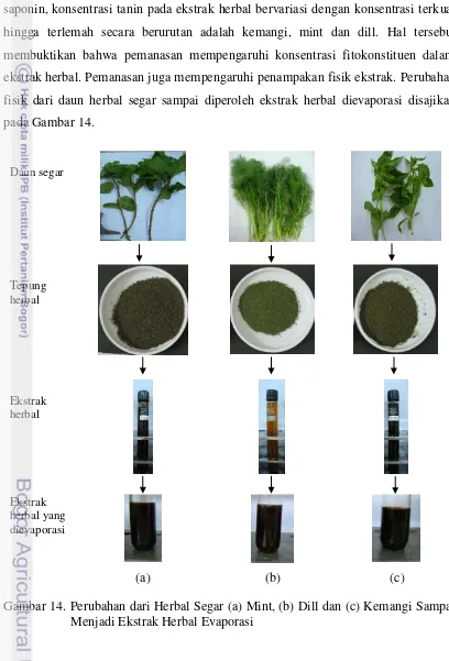 Gambar 14. Perubahan dari Herbal Segar (a) Mint, (b) Dill dan (c) Kemangi Sampai 