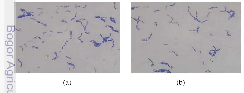 Gambar 15. Karakteristik Kultur Starter Keju (a) Lb. acidophilus RRM-01 dan (b) 