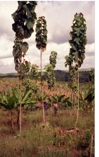 Figure 14.13.  Two types of the plantation from the point of tending methods. Teak (Tectona grandis) trees