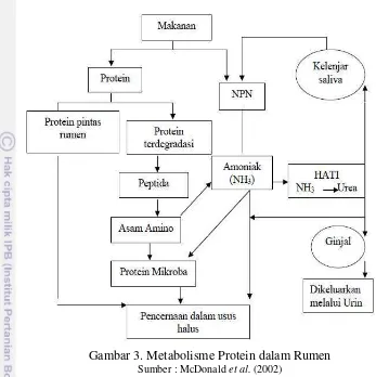 Gambar 3. Metabolisme Protein dalam Rumen  