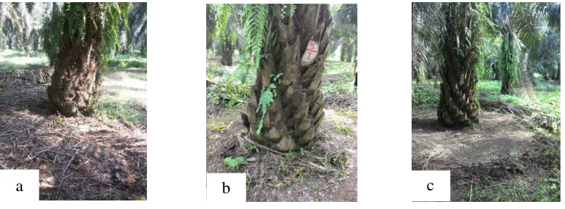 Gambar 20. Inokulum T.harzianum pada media biakan beras yang akan ditaburkan dengan bahan organik pada piringan kelapa sawit
