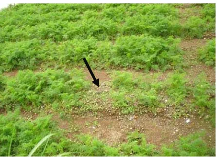 Gambar 1 Pertanaman wortel terinfestasi NPA, terdapat kelompok-kelompok tanaman kerdil dan me-nguning serta bagian lahan yang kosong