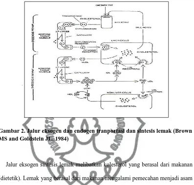 Gambar 2. Jalur eksogen dan endogen tranportasi dan sintesis lemak (Brown MS and Goldstein JL, 1984) 