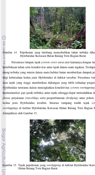 Gambar 15  Tajuk pepohonan yang overlapping di habitat Hylobatidae Kawasan 