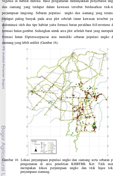 Gambar 16  Lokasi perjumpaan populasi ungko dan siamang serta sebaran plot pengamatan di area penelitian KHBTBB