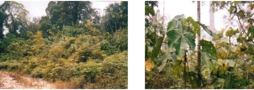 Gambar 6.  Edge di pinggir jalan Logging, di sebelah kanan adalah Macaranga,                     species volunteer pada  edge