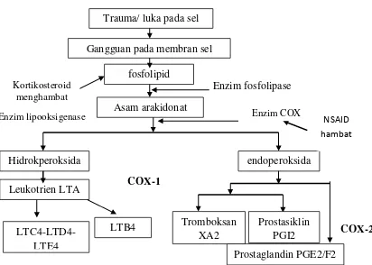 Gambar 1. Metabolisme asam arakidonat, sintesis zat-zat prostaglandin, leukotrien (Tjay dan Rahardja, 2002)