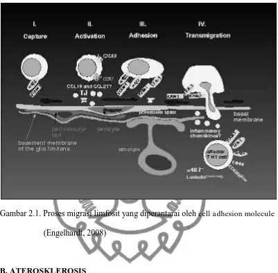 Gambar 2.1. Proses migrasi limfosit yang diperantarai oleh cell adhesion molecule   