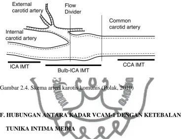 Gambar 2.4. Skema arteri karotis komunis (Polak, 2010) 