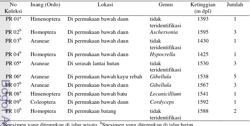 Tabel 1  Cendawan entomopatogen yang diperoleh dari Cibodas, TNGGP beserta inangnya 