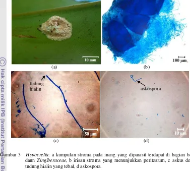 Gambar 3   Hypocrella: a kumpulan stroma pada inang yang diparasit terdapat di bagian bawah 