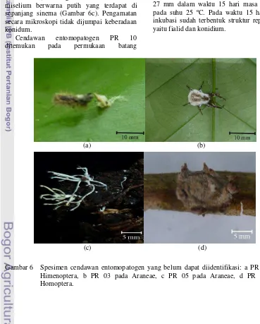 Gambar 6   Spesimen cendawan entomopatogen yang belum dapat diidentifikasi: a PR 01 pada 