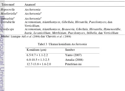 Tabel 3  Ukuran konidium Aschersonia 