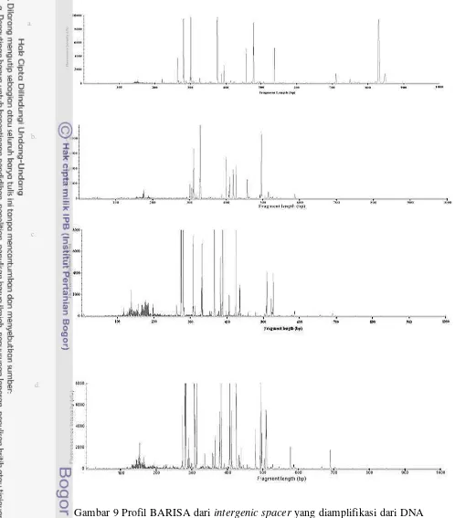 Gambar 9 Profil BARISA dari intergenic spacer yang diamplifikasi dari DNA
