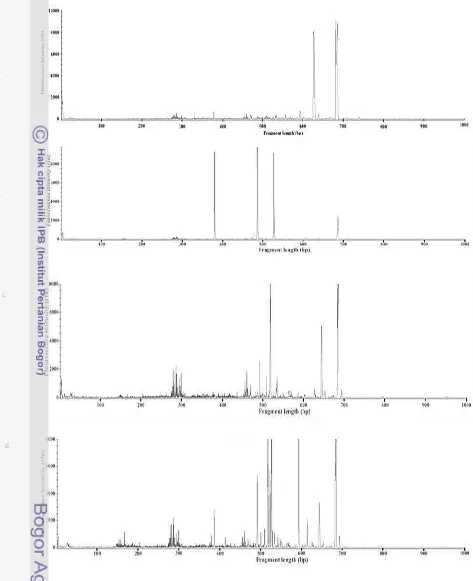 Gambar 11 Profil FARISA dari intergenic spacer yang diamplifikasi dariDNA hasil ekstraksi dari beberapa tempe a