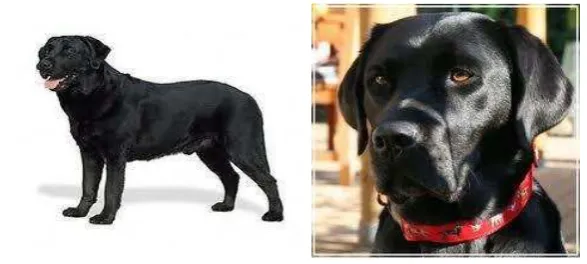 Gambar 2 Anjing ras Labrador Retriever (Horowitz 2009). 