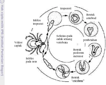 Gambar 5 Siklus Hidup Babesia sp. (Sumber: Gardiner et. al 2002). 