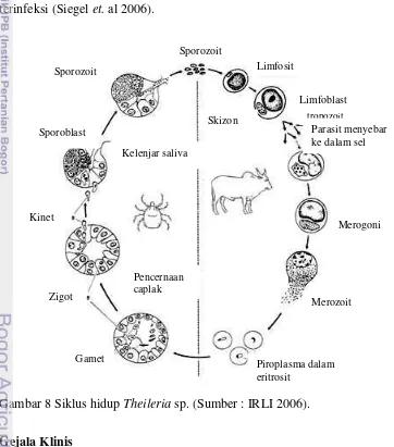 Gambar 8 Siklus hidup Theileria sp. (Sumber : IRLI 2006). 