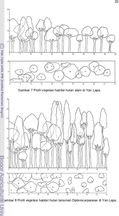Gambar 7 Profil vegetasi habitat hutan alam di Yan Lapa. 